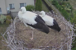 Slika pregleda web-kamere storks Molendy